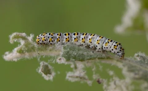 Mullein moth caterpillar, Stock Photos