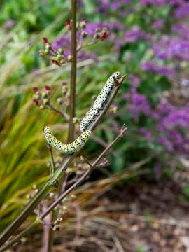 Mullein moth caterpillars Stock Photos