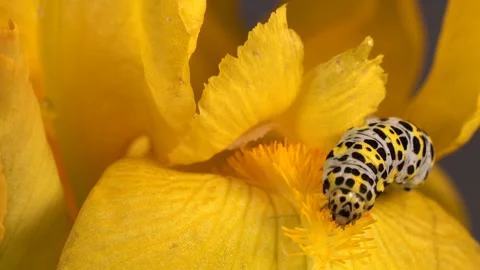 Mullein Moth, Cucullia Verbasci, Caterpillar Feeding On Large Yellow Stock Footage 154996415