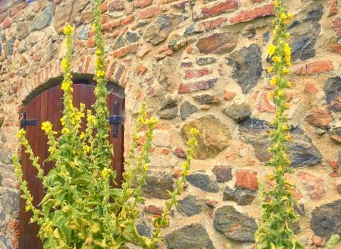 Mullein or mullein leaf often refers to the leaves of Verbascum thapsus, the Stock Photos
