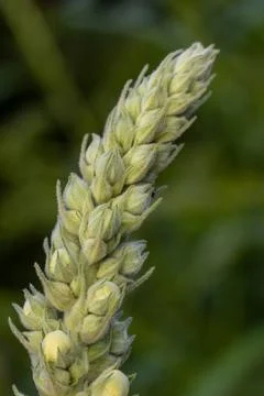 Mullein plant developing flower spike with green buds Stock Photos