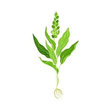 Mullein with Roots and Dense Rosette of Leaves Vector Illustration Stock Illustration