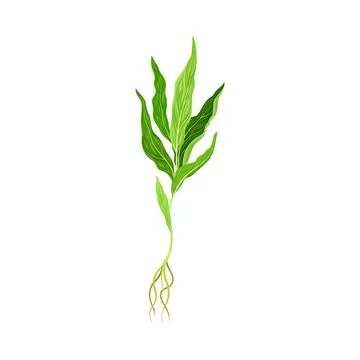 Mullein with Roots and Dense Rosette of Leaves Vector Illustration イラスト素材