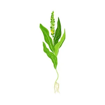 Mullein with Roots and Dense Rosette of Leaves Vector Illustration Illustrazione stock