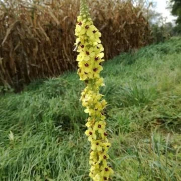 MULLEIN   single high  FLOWER Stock Photos