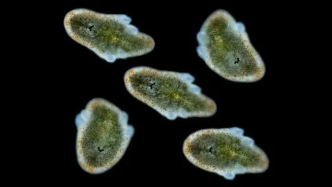 Muller larva of worm Polycladida under microscope, class Turbellaria. Kato .. Stock Photos