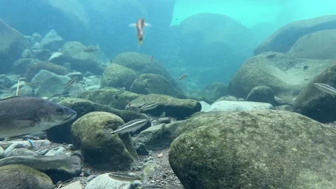 Mullet and big fish Stock Footage 308653795