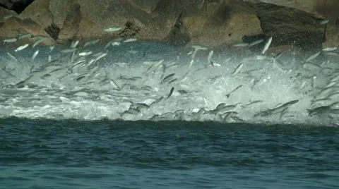 Mullet Being Chased By Predators Video stock 41838802