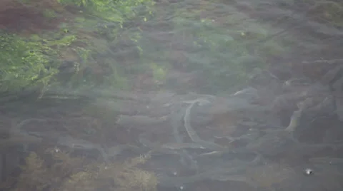 Mullet fish. Stock-Footage 23276016