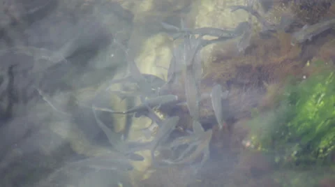 Mullet fish. Stock-Footage 23277661