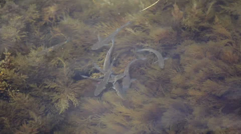 Mullet fish. Stock Footage 23278128