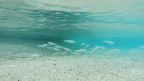 Mullet fish school in shallow protected estuary nursery habitat Stock Footage 108132836