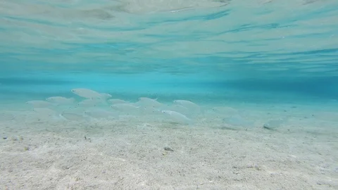 Mullet fish school in shallow protected estuary nursery habitat Stock Footage 108132853