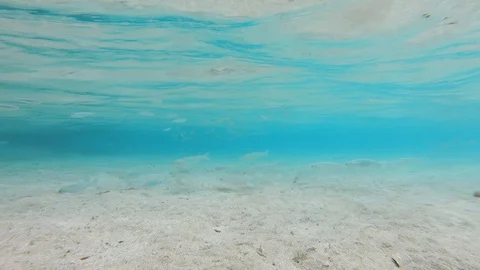 Mullet fish school in shallow protected estuary nursery habitat Stock Footage 108132880