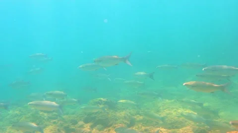 Mullet Fish School Underwater Stock Footage 144986231