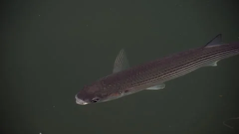 Mullet fish swimming close to the surface, looking up with its mouth open. Dark Stock Footage 339813662