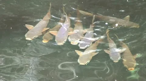 Mullet Fish Swimming Stock Footage 10902537