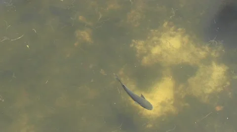 Mullet fish swimming 스톡 동영상 12056432