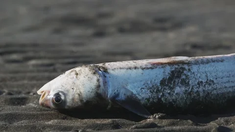 A mullet left stranded on a tidal flat at low tide Stock Footage 328453185