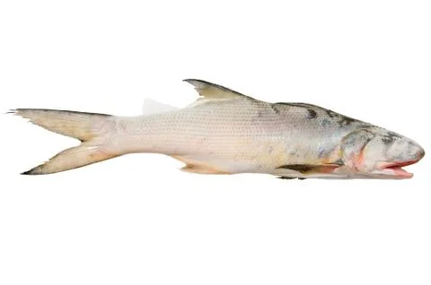 Mullet Stock Photos