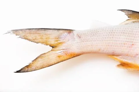 Mullet Foto stock