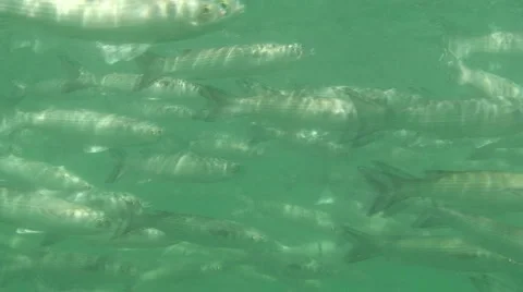 Mullet School Stock Footage 1056748