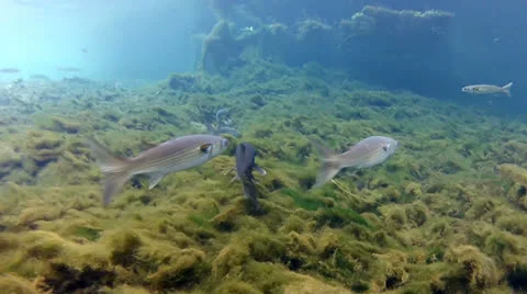 Mullet school in freshwater spring 2 Vidéo 24316088