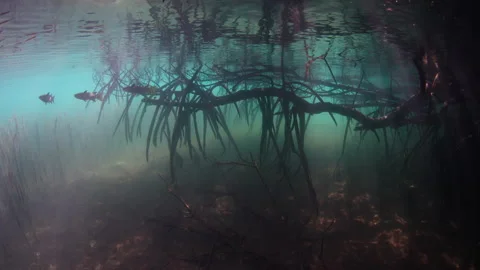 Mullet Swim on the Edge of a Mangrove Fo... | Stock Video | Pond5