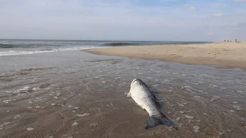 Mullet washed ashore 動画素材 306693201