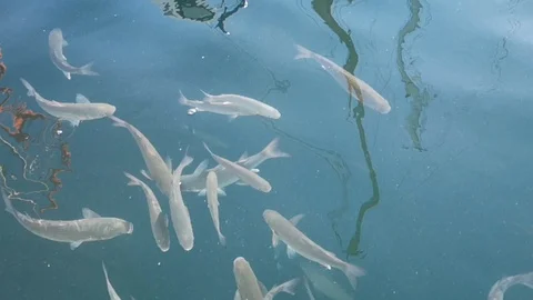 Mullets and sea breams underwater footage 스톡 동영상 101390926