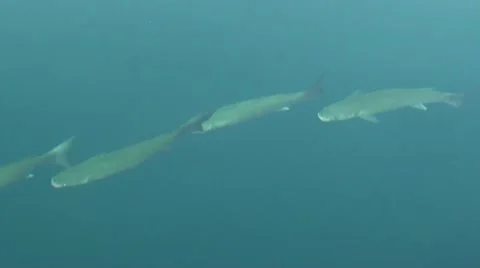 Mullets in the sea Stock Footage 10831473