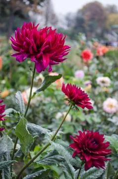 Mulltilobe red gerbera blooming in the fall in a park. Stock Photos