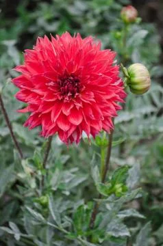Mulltilobe red gerbera blooming in the fall in a park. Stock Photos