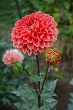 Mulltilobe red gerbera blooming in the fall in a park. Stock Photos
