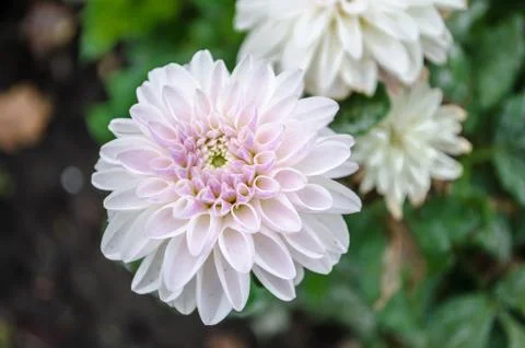Mulltilobe white gerbera blooming in the fall in a park. Stock Photos