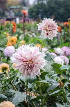 Mulltilobe white gerbera blooming in the fall in a park. Stock Photos