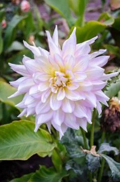Mulltilobe white gerbera blooming in the fall in a park. Stock Photos