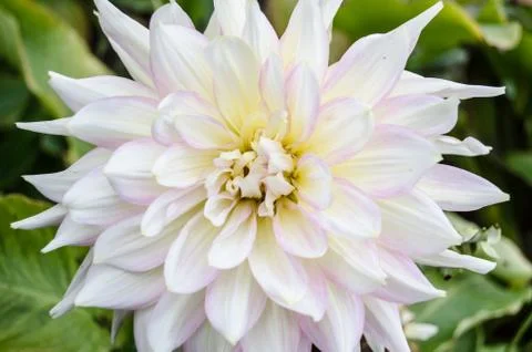 Mulltilobe white gerbera blooming in the fall in a park. Stock Photos