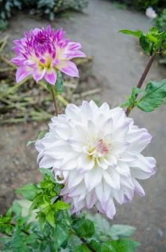 Mulltilobe white gerbera blooming in the fall in a park. Stock Photos