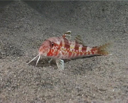 Mullus fish 22 動画素材 80317