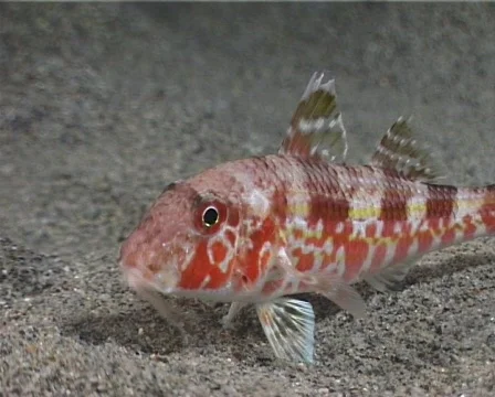Mullus fish 23 動画素材 80319