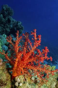 Multi-branched Coral Trees, Red Sea Stock Photos