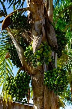 Multi Cluster Peach Palm Bactris gasipaes Macrocarpa High Productivity Plant Stock Photos