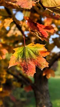 Multi color autumn fall maple leaf on a tree. Vertical background. Autumn nature Stock Photos