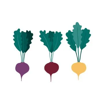 Multi-color beetroots hand drawn illustration. Illustrazione stock