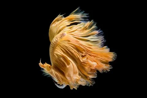Multi-color betta fish, dancing fish in gold Stock Photos