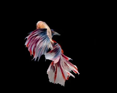 Multi-color betta fish, dancing fish Stock Photos