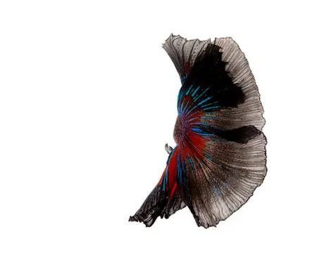 Multi-color betta fish, dancing fish in black Stock Photos