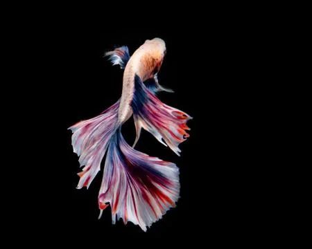 Multi-color betta fish Stock Photos