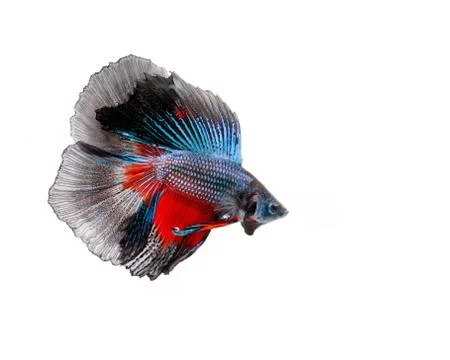 Multi-color betta fish Foto stock
